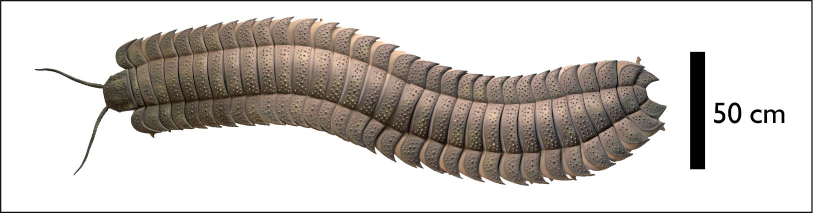 A reconstruction of an Arthropleurid - click for paper