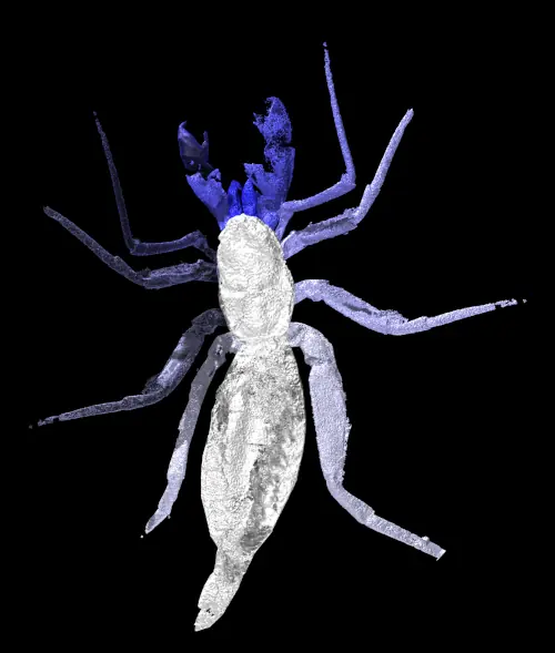 The Carboniferous whip scorpion Geralinura reconstructed in CT - click for paper