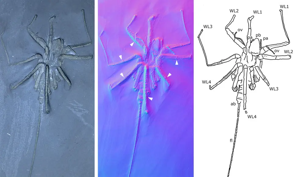 An image of a fossil sea spider from the above paper  - click to get the paper