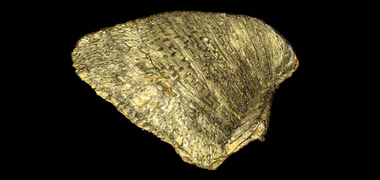 Micrina, a small sheylly fossil
