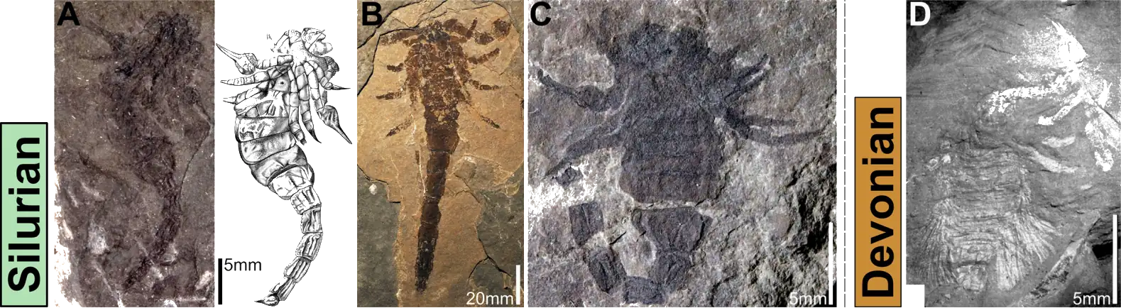 An image showing a series of fossil scorpions from the Silurian and Devonian Periods.