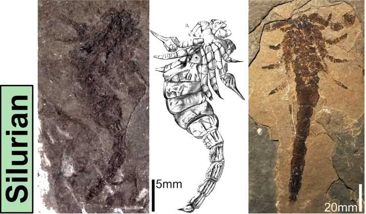 An image showing a series of fossil scorpions from the Silurian Period.